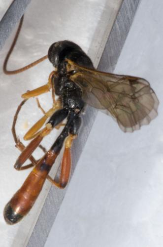 Hadrodactylus sp.